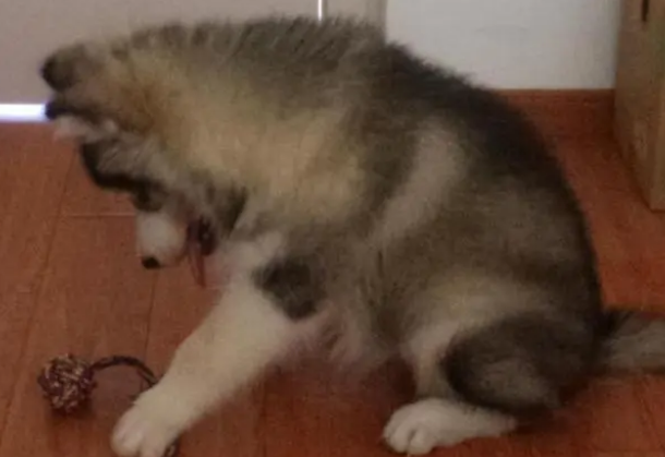 狗粮里的粗蛋白是什么呢？铲屎官看过来