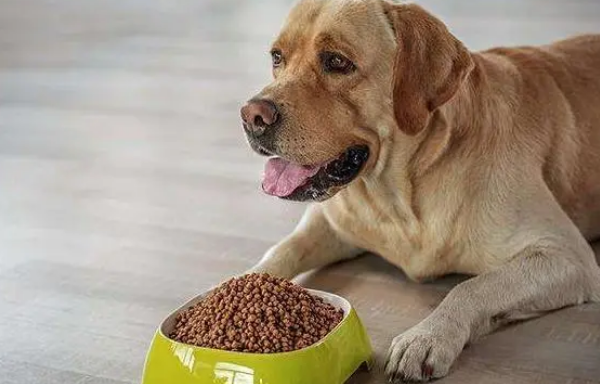 笼子对狗狗是必要的吗？看完你会后悔没买