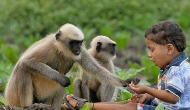长得像小猩猩的印度瘦猴,为何频繁入侵城市? 长得像小猩猩的印度瘦猴,为何频繁入侵城市?
