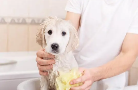怎么给狗狗洗澡是正确的，大家可不要再做错了~