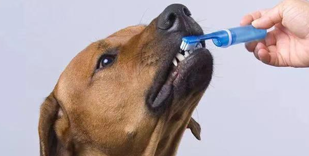 哪些物品可以帮助狗狗清洁牙齿？我告诉你！