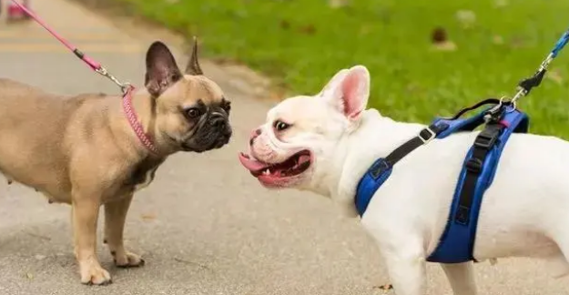 狗狗牵引绳应该买什么样的才好?来了解下吧 狗狗牵引绳应该买什么样的才好?来了解下吧