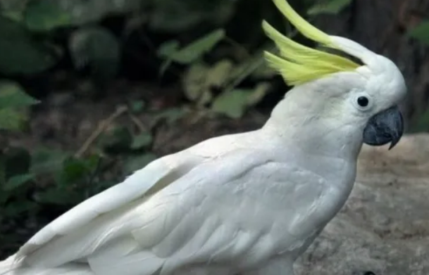 大葵花凤头鹦鹉怎么区别公母？看这里