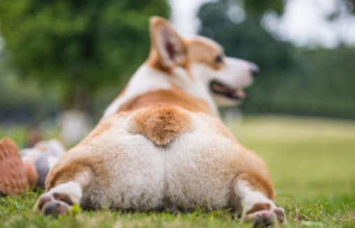 买柯基多少钱合适，1500差不多吗？