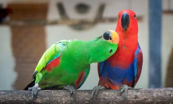 折衷鹦鹉是大型鹦鹉吗？来看看吧