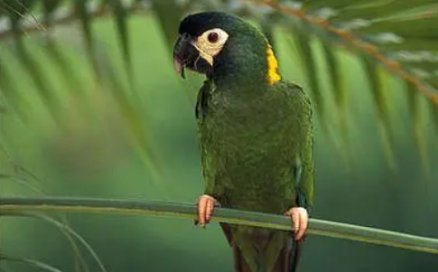 金领金刚鹦鹉有什么特点？主要是这几点