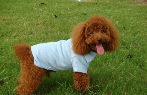 狗狗感冒吃什么药合适