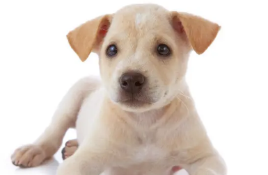 小狗睡觉一直换地方的原因，感兴趣的朋友速来了解下！