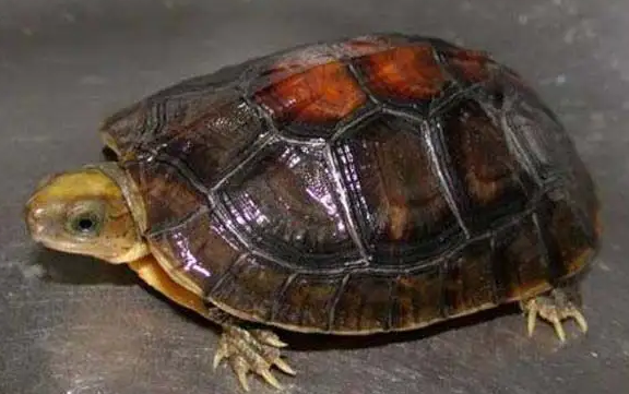 金头闭壳龟能活多少年？这篇文章告诉你！