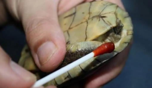 想知道乌龟腐甲会传染吗，看这里