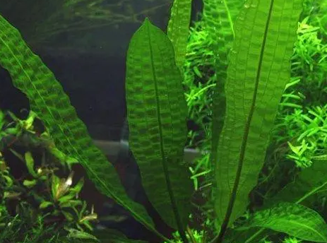 水草晚上会吸收氧气吗？你知道吗？