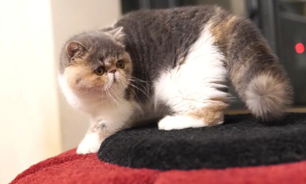 加菲猫寿命一般多少年？想知道的都来看看