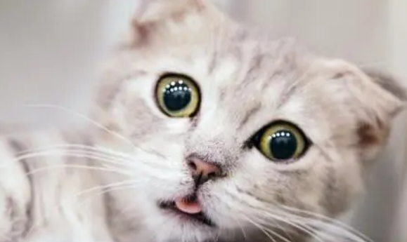 给猫咪喝奶粉有什么好处？猫咪奶粉怎么选？