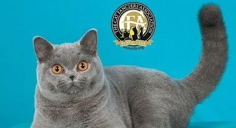 猫舍的猫就一定靠谱？