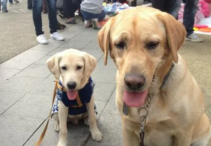 养宠人必须要了解的小知识：失格犬是什么意思？