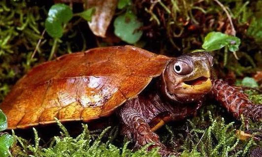 枫叶龟是保护动物吗?饲养需谨慎! 枫叶龟是保护动物吗?饲养需谨慎!