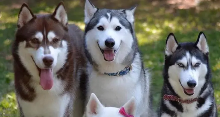 狗中三傻是哪三种狗？是这三种