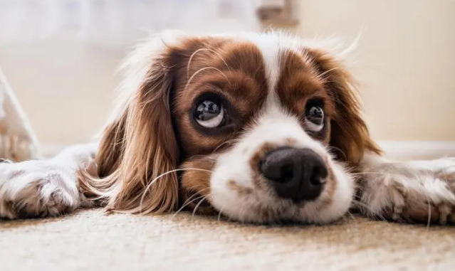 两个月小狗能吃酸奶吗？这里有答案！