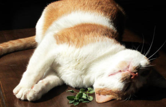 今日带你解答，猫吸猫薄荷有坏处吗？