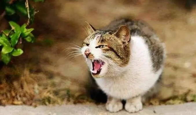 两只猫互相嚎叫是干嘛?这里有答案! 两只猫互相嚎叫是干嘛?这里有答案!