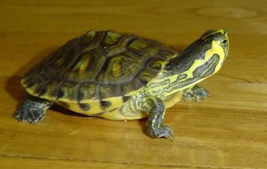 黄腹滑龟可以长多大？来这里看看吧