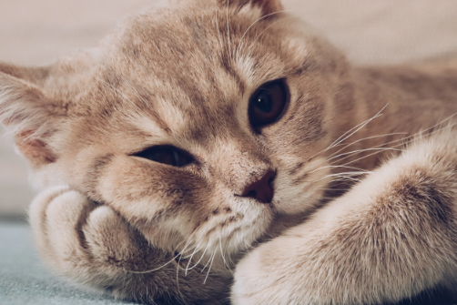 小猫身上一块块的脱毛是什么原因？快看这里！