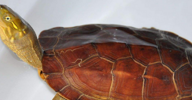 怎么帮助日本地龟冬眠？主人必须要知道！