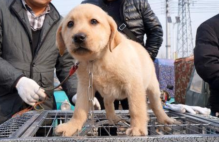 星期狗初期的特点，快来了解一下