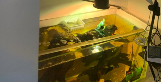 晒背灯和普通灯的区别 晒背灯和普通灯的区别