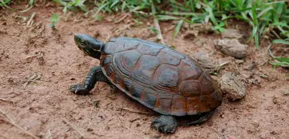 云南闭壳龟是深水养还是浅水养更好呢？