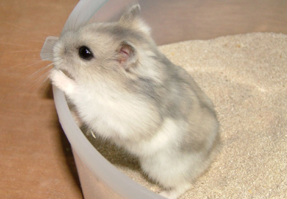 一线仓鼠为什么不能吃甜食，新手铲屎官必知！