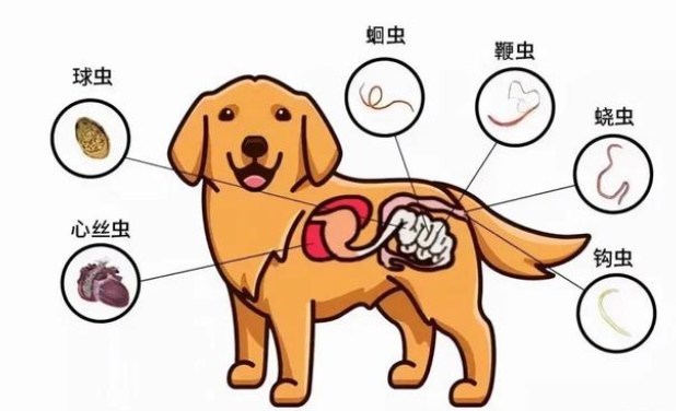 宠物怎么驱虫之小狗驱虫，一篇看懂狗狗驱虫、宠物体外驱虫！