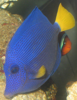 西太平洋里的神奇鱼类黄点锯尾吊,怕是你也没见过~ 西太平洋里的神奇鱼类黄点锯尾吊,怕是你也没见过~