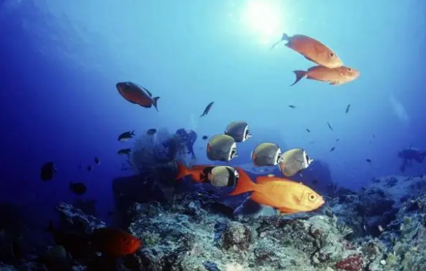 鱼会不会感染新冠病毒？来听听专家如何说