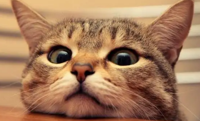 公猫绝育了为什么还会骑母猫公猫绝育了为什么还会骑母猫？块来看看吧