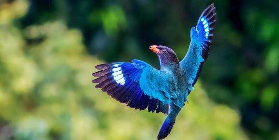 三宝鸟价格是多少？还挺便宜的