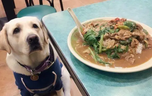 狗狗如何换狗粮？来看看科学的方法