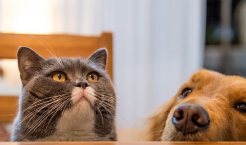 “修勾”“猫咪”热力继续，宠物经济持续发力