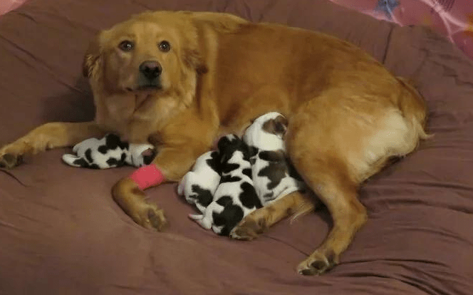 狗狗生了一只没动静了，是怎么回事？