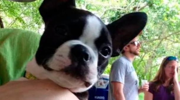 给猫咪狗狗脖子上佩戴项圈，到底是爱还是害？