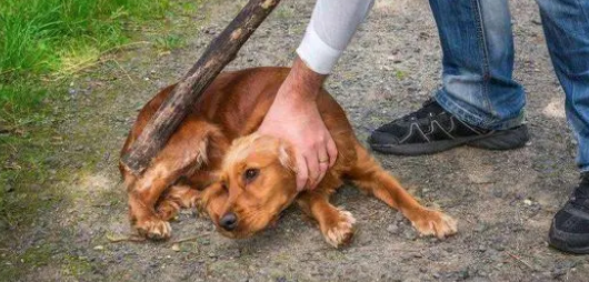 狗一直对着主人叫是什么原因?理由如下 狗一直对着主人叫是什么原因?理由如下