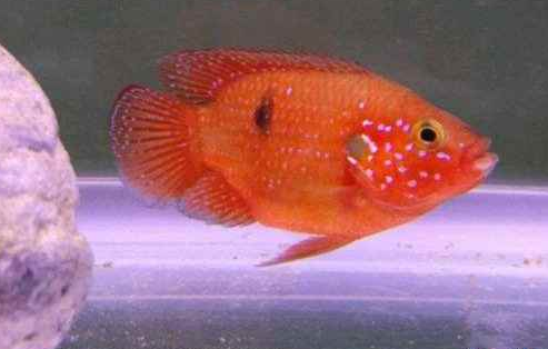 红宝石鱼能和其他鱼混养吗？千万要注意哦！