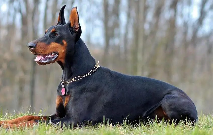 教教大家如何认识杜宾犬？新手必看