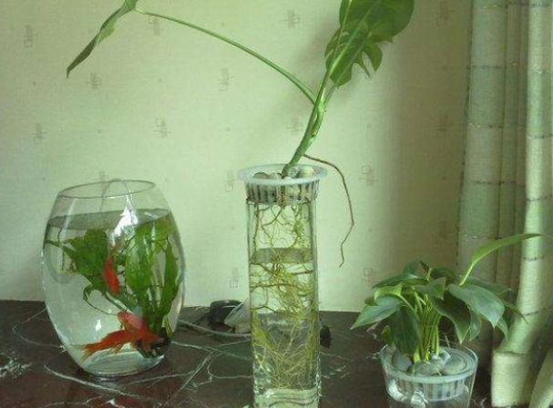 鱼缸造景不一定要水草，试试这几种绿植