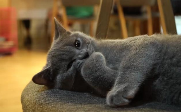 萌宠出击！带你探索蓝猫的身世之谜~