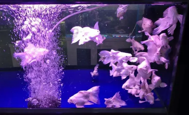 盛夏高温，可以给鱼缸打氧，但是我们关注到其他供氧方式了吗？