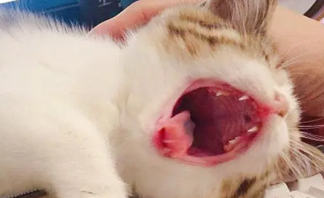 猫咪叫声很小感觉叫不出来怎么办？可能有这几种原因