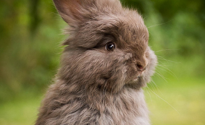 安哥拉兔会咬人吗？那得看什么情况