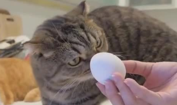 小猫能吃鸡蛋吗？适量喂食好处多