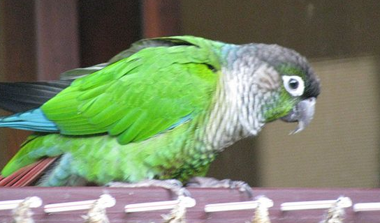 绿颊锥尾鹦鹉是国家保护动物吗？这篇文章告诉你